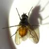 Phaonia subventa